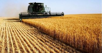 Modelo agroindustrial está relacionado com pandemias virais, apontam especialistas