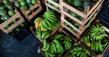Emendas parlamentares fortalecem Polo Agroecológico, garantem renda a famílias agricultoras e alimentação adequada