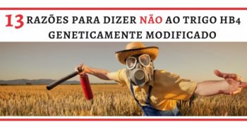 O pão nosso de cada dia está ameaçado. Assine manifesto contra a liberação do trigo transgênico