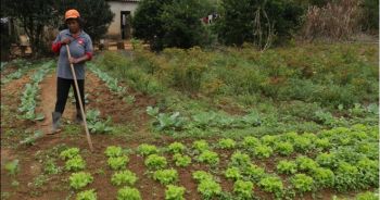 Seminário virtual discute Proposta de Lei para a Agricultura Familiar em Viçosa