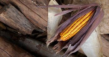 Projeto incentiva agricultura familiar e preservação de sementes crioulas