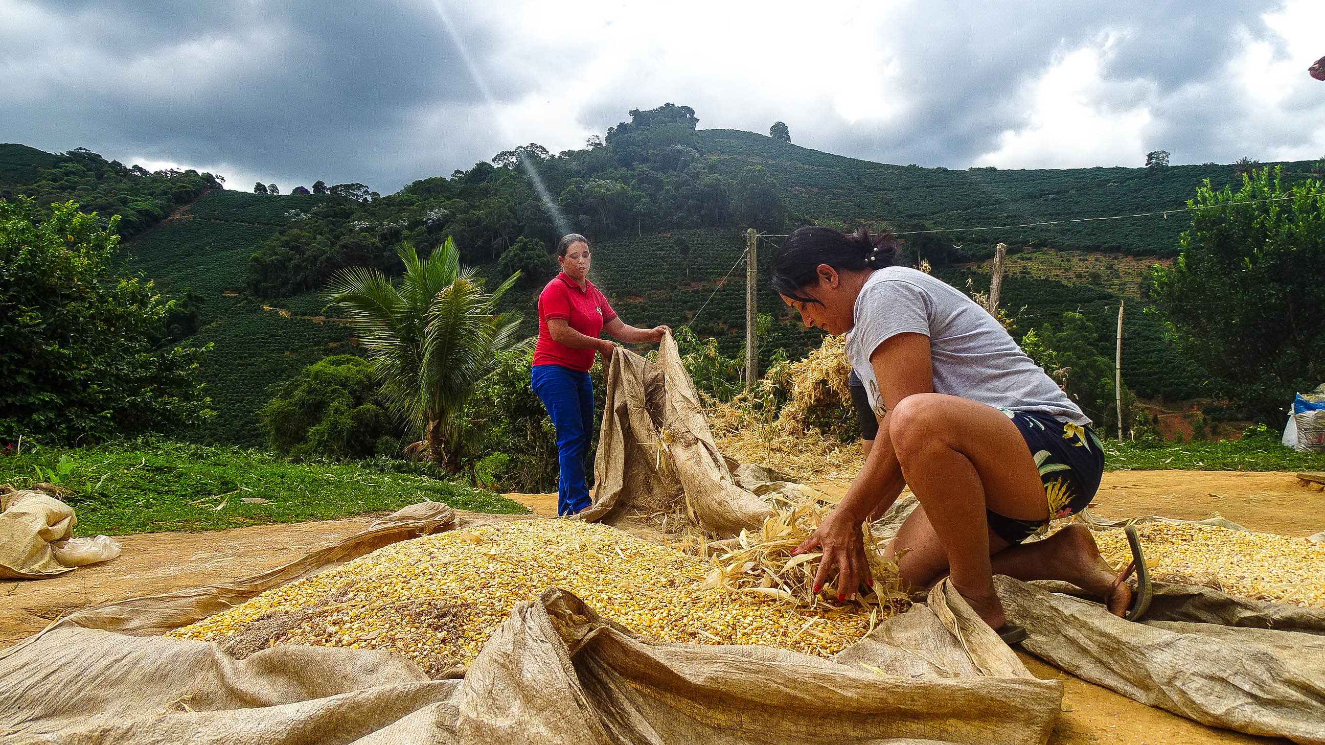 Acervo: Projeto GENgiBRe